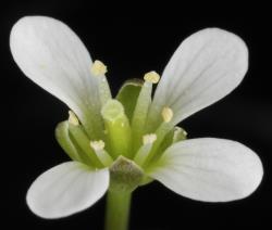 Cardamine thalassica. Top view of flower.
 Image: P.B. Heenan © Landcare Research 2019 CC BY 3.0 NZ